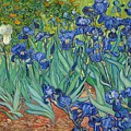 Irises
